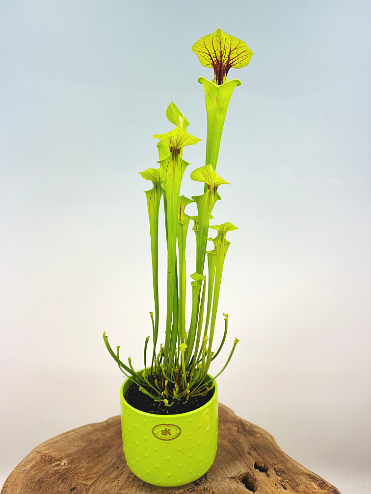 Planta de jarra trompetera "x Redneck" - grande | ø 12 cm x ↕ 25-35 cm