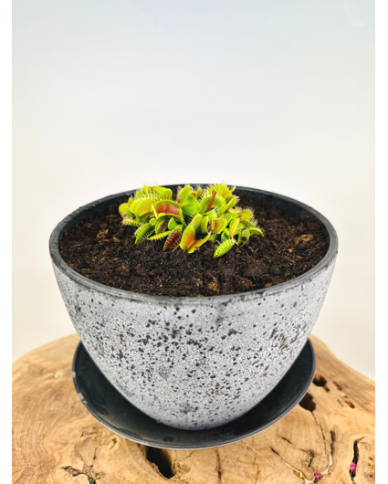 Bog 'Charles' - med Dionaea Muscipula | ⌀22x17cm