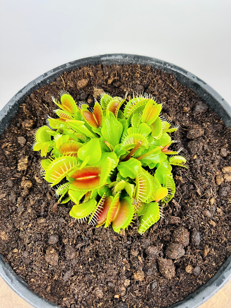 Bog 'Charles' - med Dionaea Muscipula | ⌀22x17cm