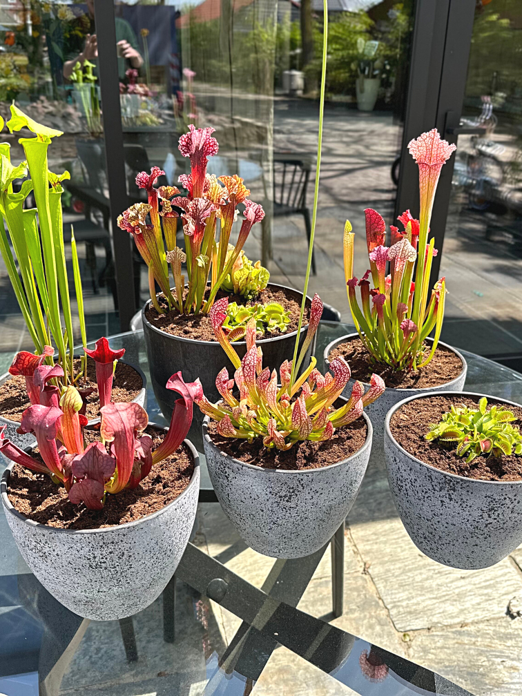 Marsh tub 'Charles' - with Dionaea Muscipula |