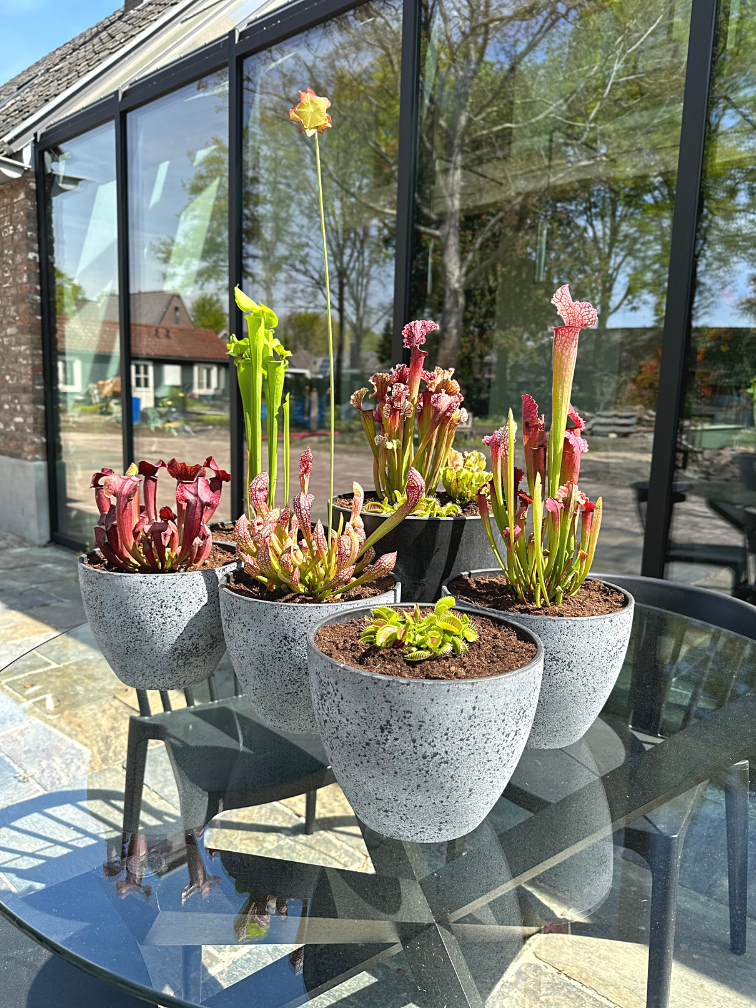 Marsh tub 'Charles' - with Dionaea Muscipula |