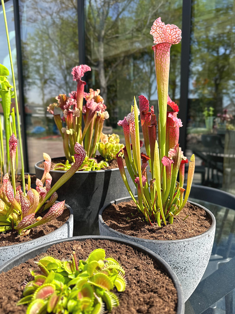 Marsh tub 'Charles' - with S. 'Scarlet Belle' | ⌀22x17cm