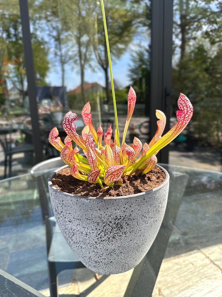 Vasca di palude 'Charles' - con S. 'Scarlet Belle' | ⌀22x17cm
