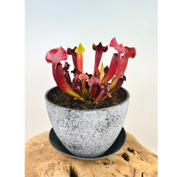 Marsh tub 'Charles' - with S. 'Tess' | ⌀22x17cm