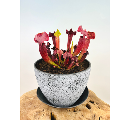 Marsh tub 'Charles' - with S. 'Tess' | ⌀22x17cm