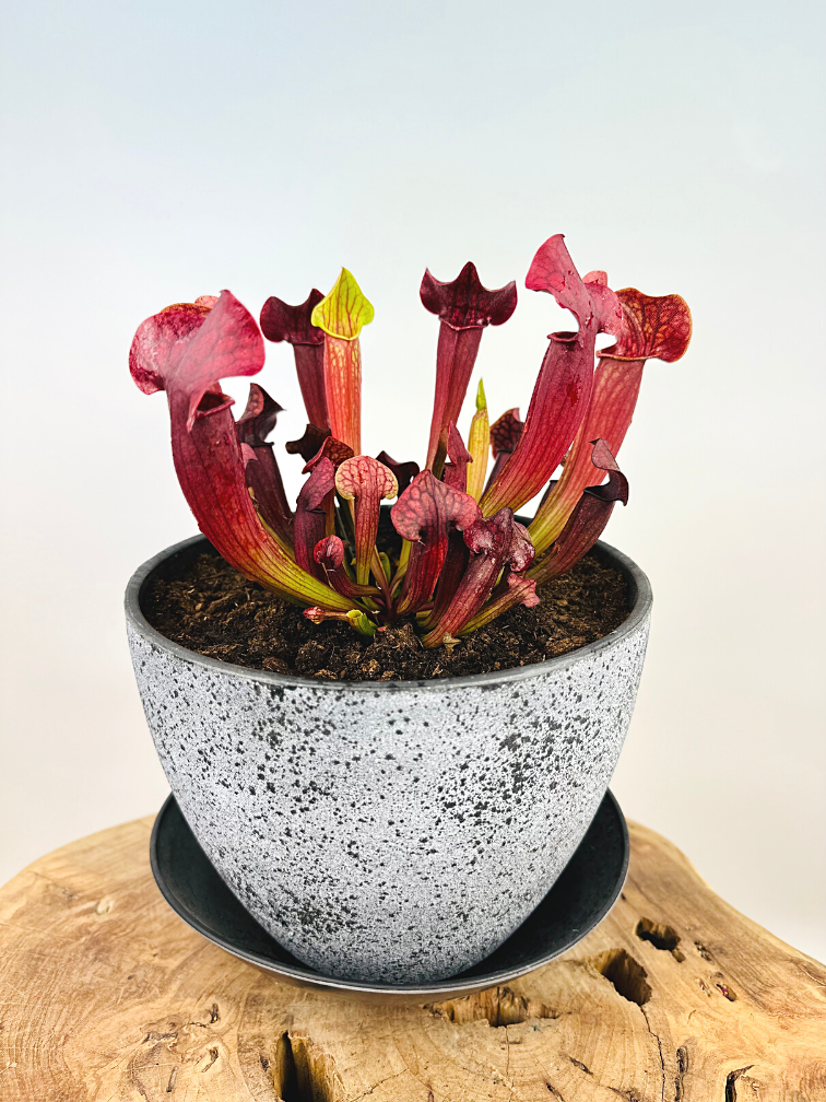 Marsh tub 'Charles' - with S. 'Tess' | ⌀22x17cm