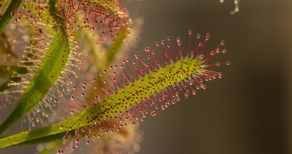 ¿Puedo tener mis plantas carnívoras en el exterior?