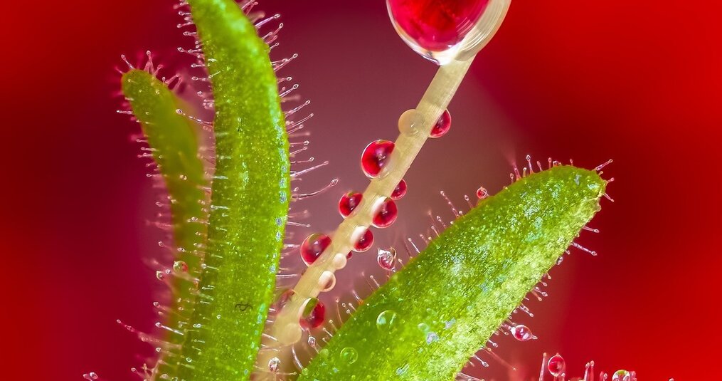 ¿Puede una planta carnívora prescindir de los insectos?