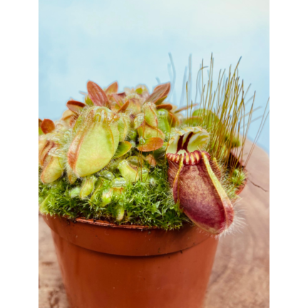 Australian pitcher plant (Cephalotus Follicularis)