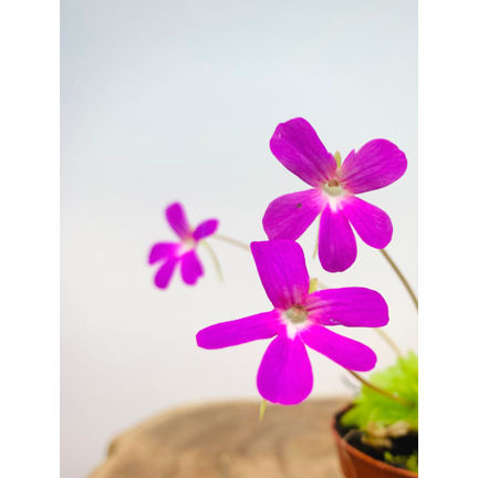 Pinguicula, la hierba de la mantequilla