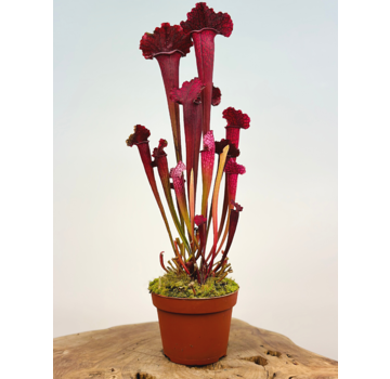 Sarracenia "Juthatip Soper" - large | ø 12 cm x ↕ 30-35 cm