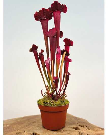 Trumpet pitcher plant "Juthatip Soper" - large | ø 12 cm x ↕ 35 - 40 cm