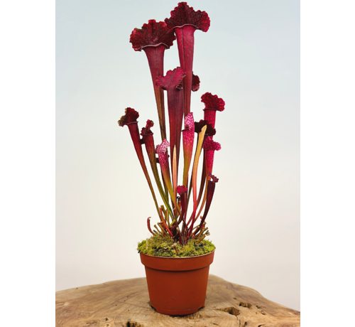 Trumpet pitcher plant "Juthatip Soper" - large | ø 12 cm x ↕ 35 - 40 cm