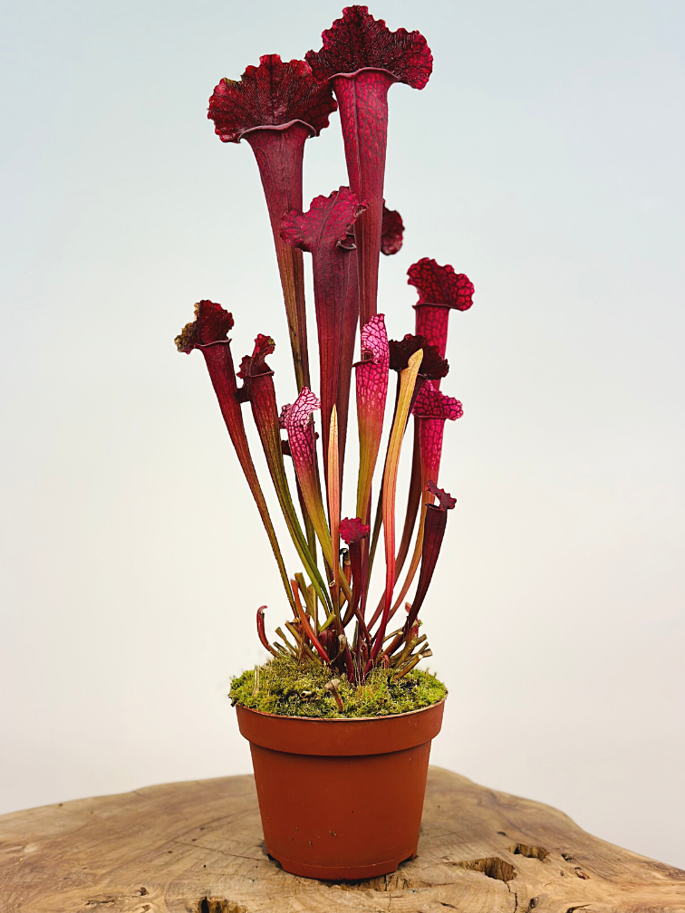 Sarracenia (Pitcher plant) "Juthatip Soper" - large | ø 12 cm x ↕ 30-35 cm