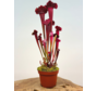 Sarracenia (Pitcher plant) "Juthatip Soper" - large | ø 12 cm x ↕ 30-35 cm