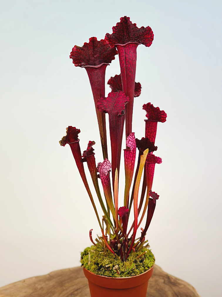 Sarracenia (Pitcher plant) "Juthatip Soper" - large | ø 12 cm x ↕ 30-35 cm
