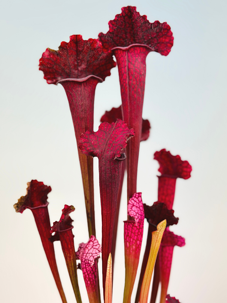Sarracenia (Pitcher plant) "Juthatip Soper" - large | ø 12 cm x ↕ 30-35 cm