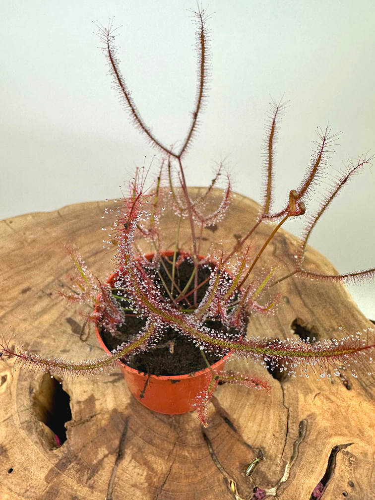 Sundew "Binata" | ø 8,5 cm x ↕ 15 cm