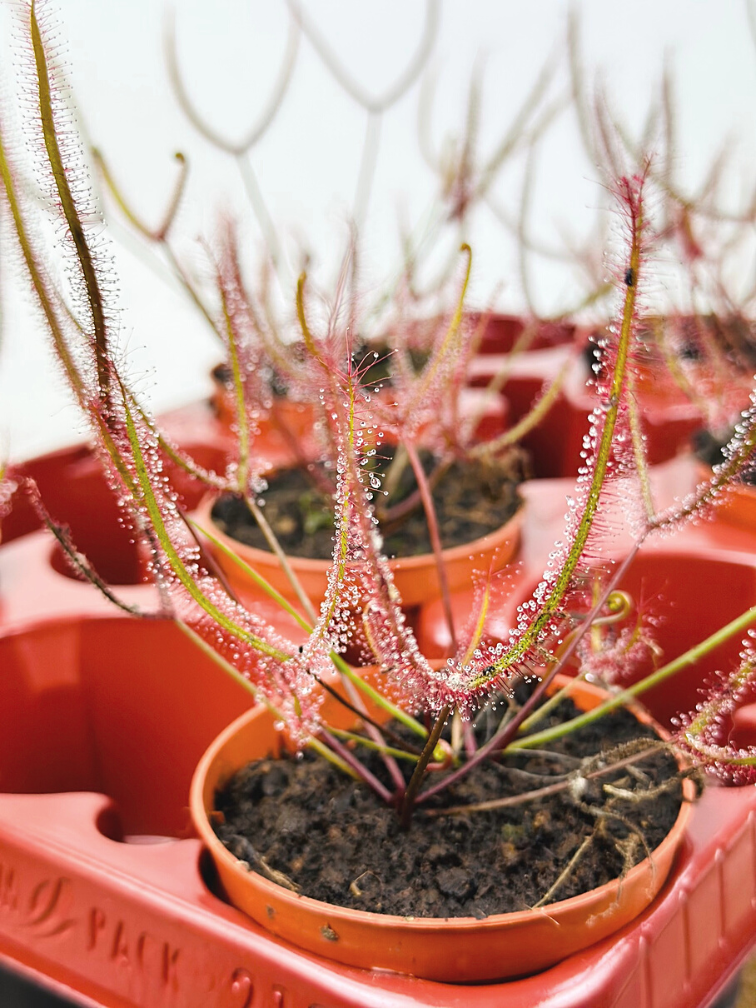 Drosera "Binata" | ø 8,5 cm x ↕ 15 cm