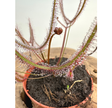 Drosera "Binata" | ø 8,5 cm x ↕ 15 cm