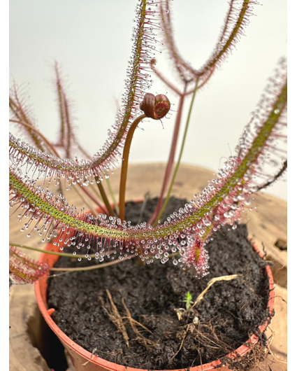 Drosera "Binata" | ø 8,5 cm x ↕ 15 cm