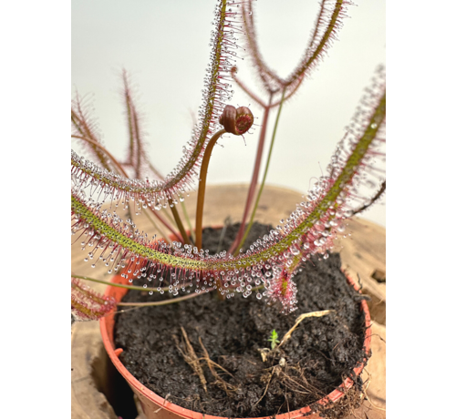 Drosera "Binata" | ø 8,5 cm x ↕ 15 cm