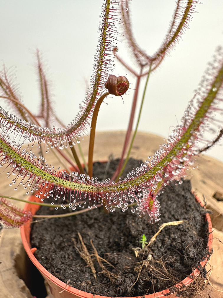 Drosera "Binata" | ø 8,5 cm x ↕ 15 cm