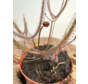 Drosera "Binata" | ø 8,5 cm x ↕ 15 cm