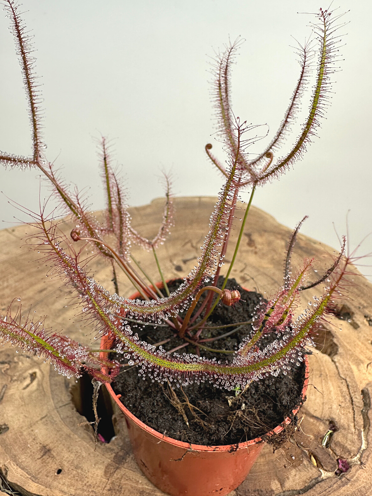 Drosera "Binata" | ø 8,5 cm x ↕ 15 cm