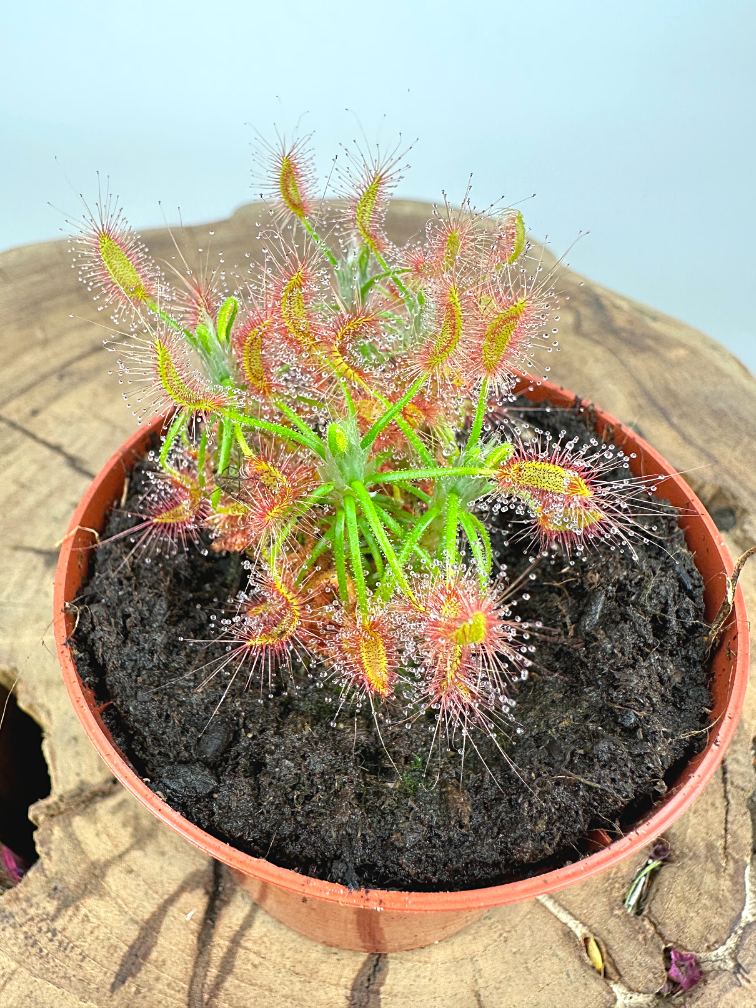 Drosera (Sundew) "Scorpioides" | ø 8,5 cm x ↕ 10 cm