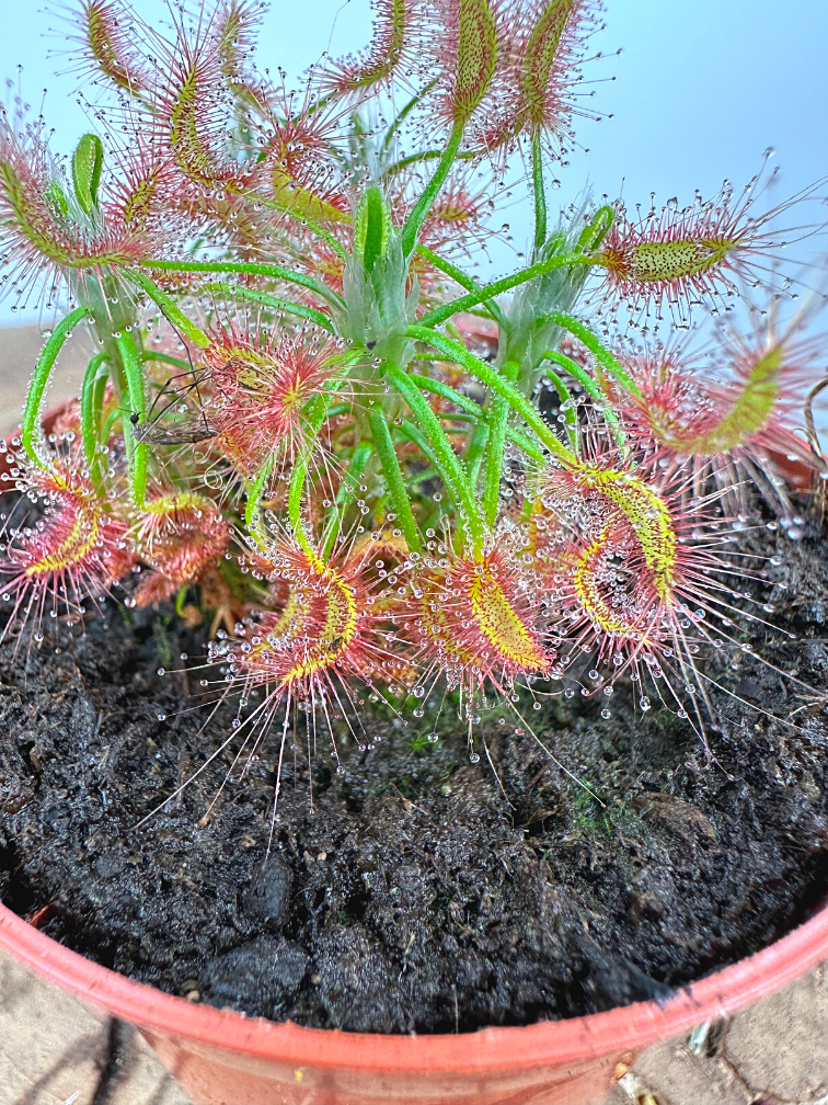 Drosera "Scorpioides" | ø 8,5 cm x ↕ 10 cm