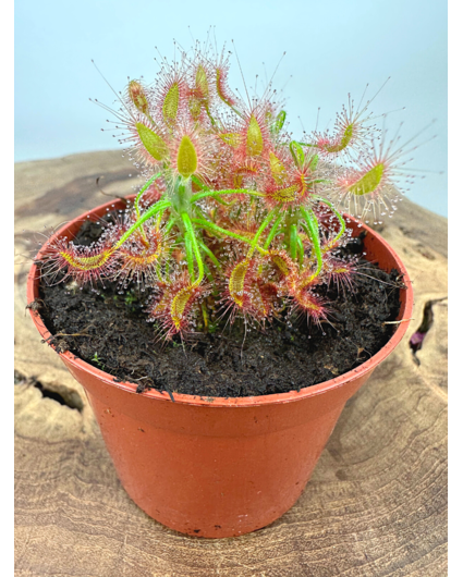 Sundew "Scorpioides" | ø 8,5 cm x ↕ 10 cm