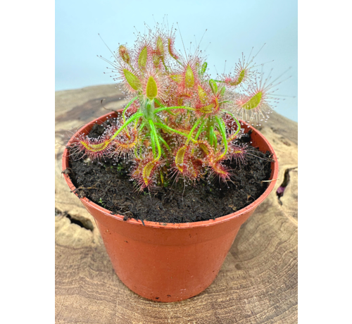 Drosera "Scorpioides" | ø 8,5 cm x ↕ 10 cm