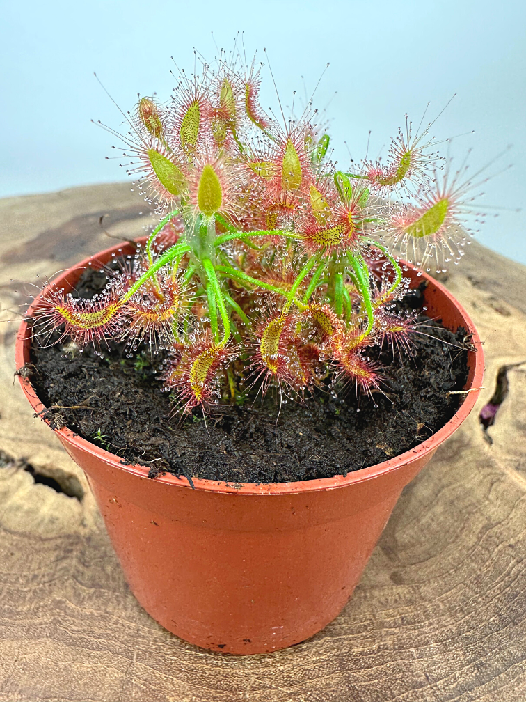 Drosera "Scorpioides" | ø 8,5 cm x ↕ 10 cm