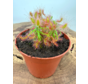 Drosera (Sundew) "Scorpioides" | ø 8,5 cm x ↕ 10 cm