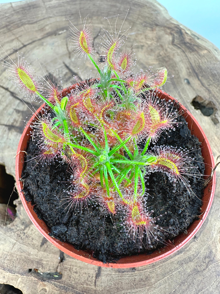 Drosera "Scorpioides" | ø 8,5 cm x ↕ 10 cm