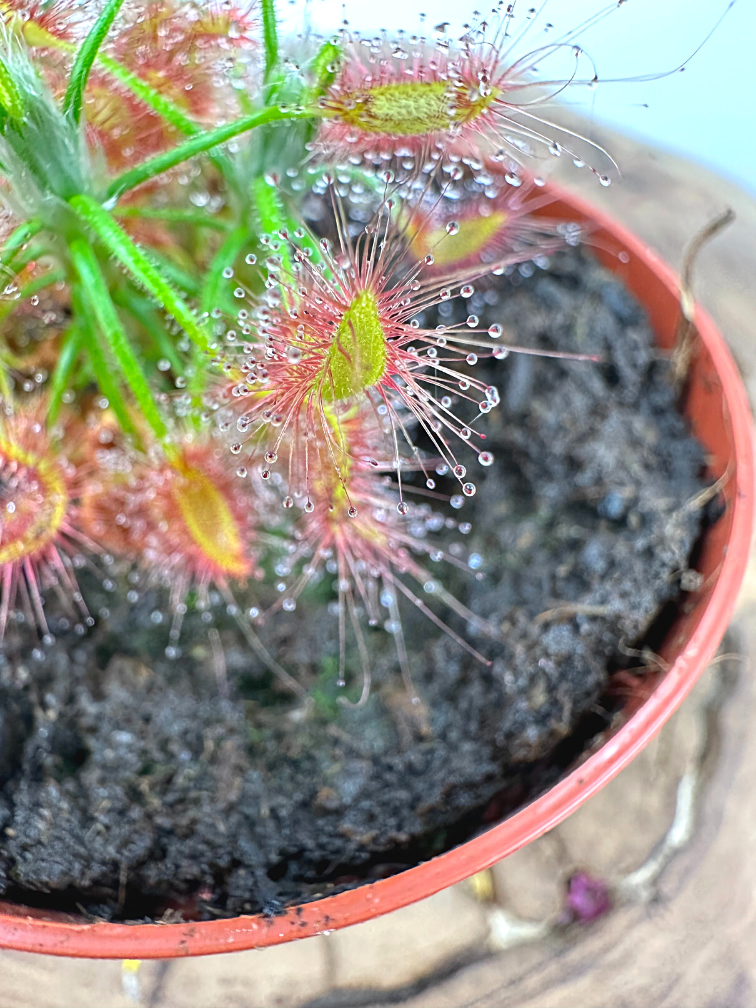 Drosera (Sundew) "Scorpioides" | ø 8,5 cm x ↕ 10 cm