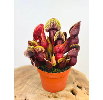 Sarracenia "Hans" - groß  | ø 12 cm x ↕ 15-20 cm