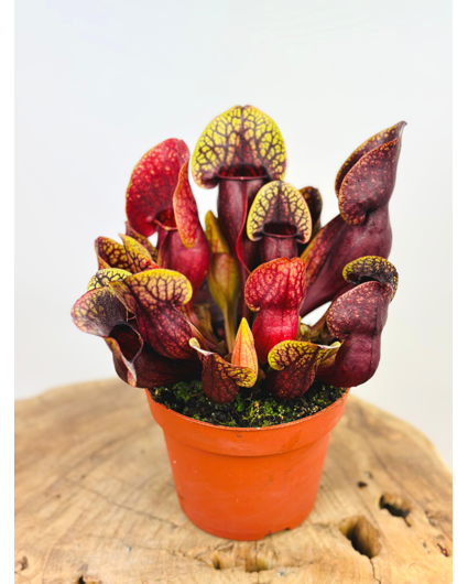 Trumpet pitcher plant "Hans" -  large  | ø 12 cm x ↕ 15-20 cm