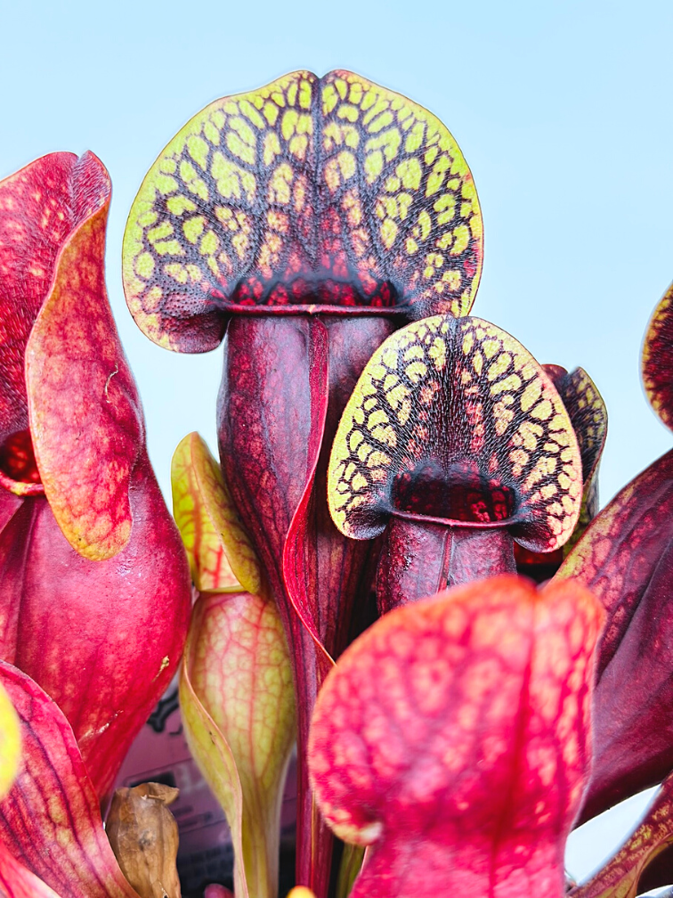 Sarracenia "Hans" - grand  | ø 12 cm x ↕ 15-20 cm