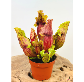 Trumpet pitcher plant "Mitch" - large | ø 12 cm x ↕ 15-20 cm