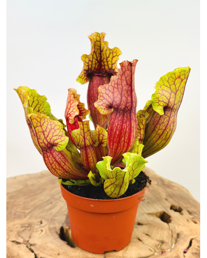 Planta de jarra trompetera "Mitch" - grande | ø 12 cm x ↕ 15-20 cm