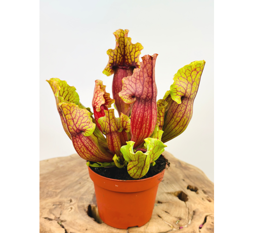 Trumpet pitcher plant "Mitch" - large | ø 12 cm x ↕ 15-20 cm