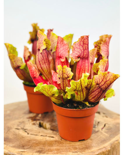 Sarracenia "Mitch" - groß | ø 12 cm x ↕ 15-20 cm