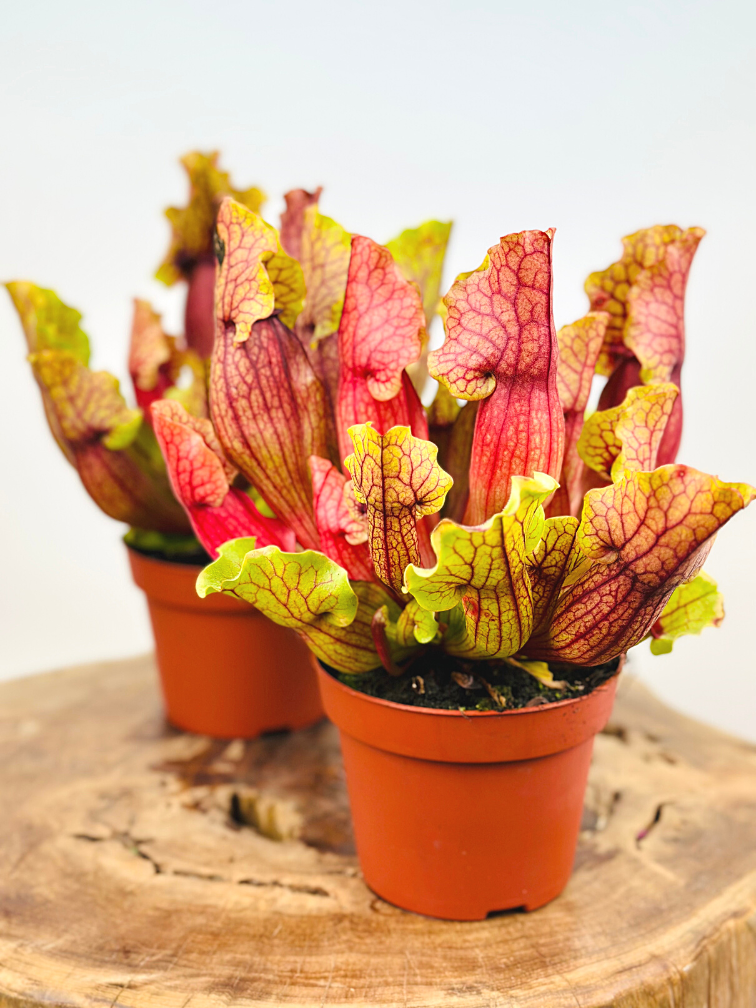 Sarracenia (Pitcher plant) "Mitch" - large | ø 12 cm x ↕ 15-20 cm