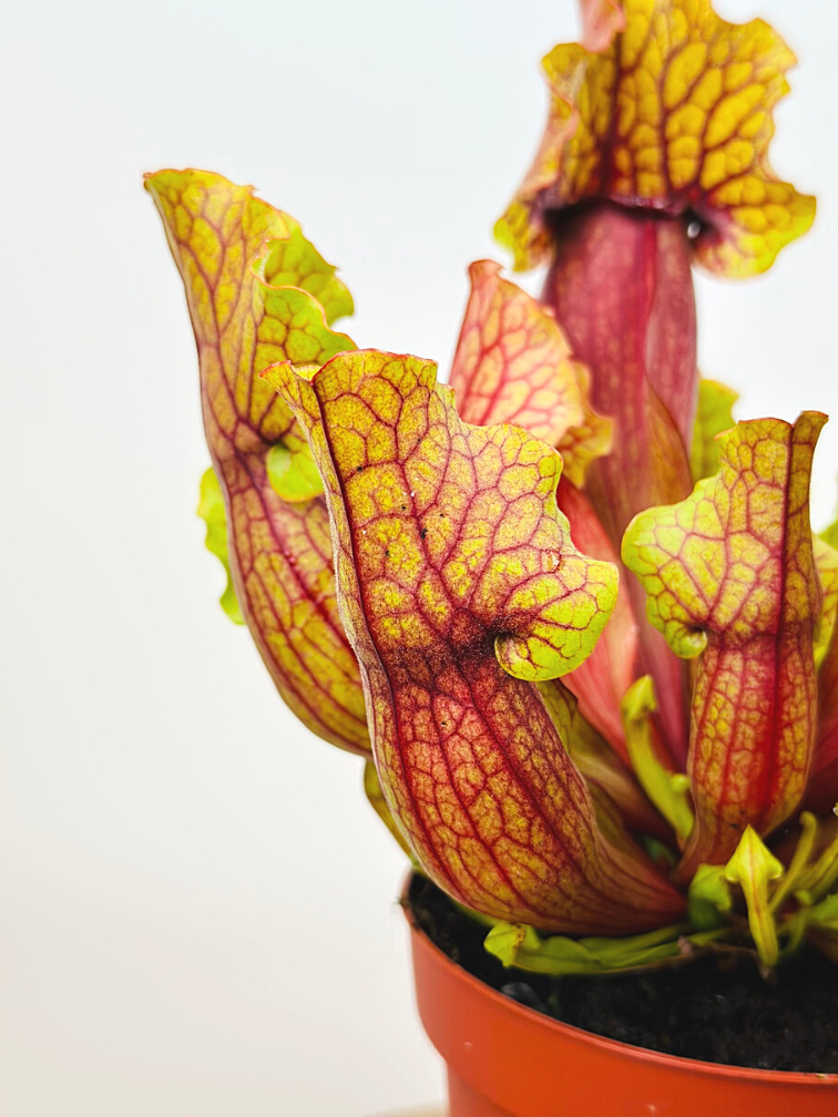 Sarracenia (Pitcher plant) "Mitch" - large | ø 12 cm x ↕ 15-20 cm