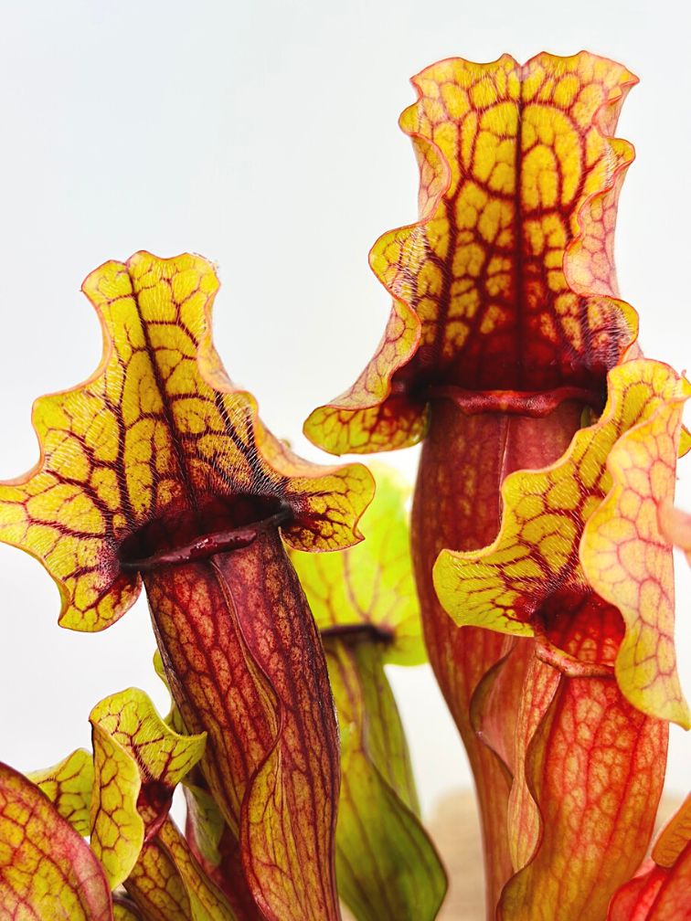 Sarracenia (Pitcher plant) "Mitch" - large | ø 12 cm x ↕ 15-20 cm
