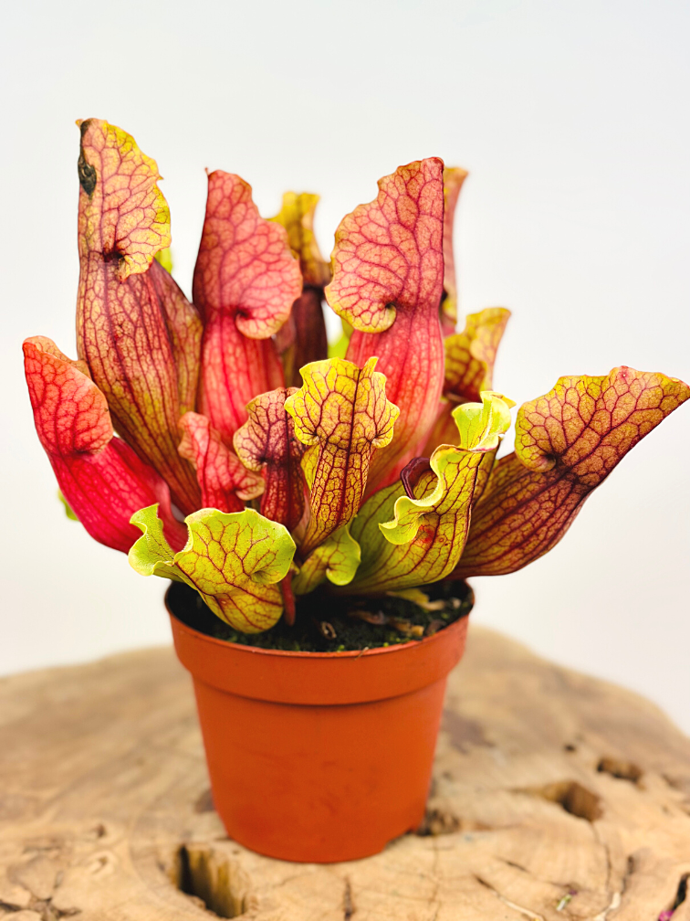 Sarracenia (Pitcher plant) "Mitch" - large | ø 12 cm x ↕ 15-20 cm