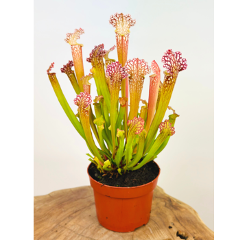 Sarracenia "Farnhamii" - grande  | ø 12 cm x ↕ 25-30 cm