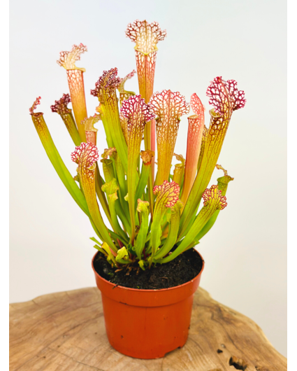 Trumpet pitcher plant "Farnhamii" - large  | ø 12 cm x ↕ 25-30 cm
